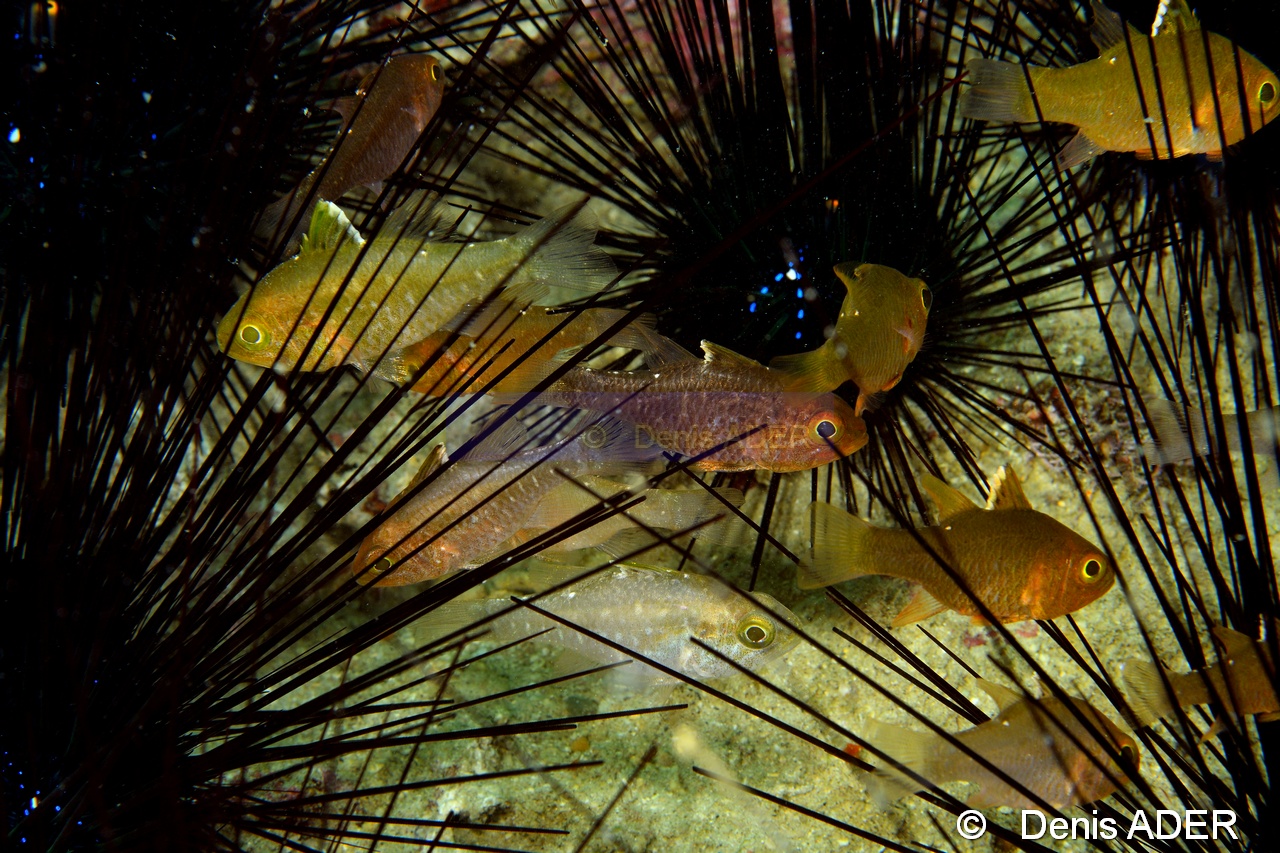 Diadema savignyi-Ostorhinchus Apogon hoevenii Wakatobi Pasar wajo jetty-7m-20180602-Denis-ADER-DSC_3401_tn.jpg